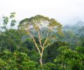 Menilik Keindahan 7 Hutan yang Sudah Ada Sejak Jutaan Tahun Lalu, Salah Satunya Ada di Indonesia!