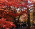 Spot Wisata untuk Menikmati Keindahan Musim Gugur Terbaik Dunia