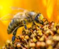 Racun Lebah Kini Populer Sebagai Alternatif Bahan Aktif Alami Skincare!